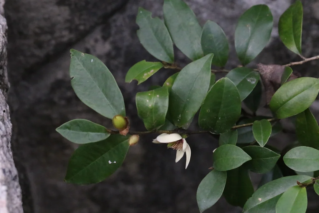 Magnolia Figo