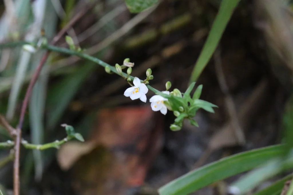 Chlorophytum comosum
