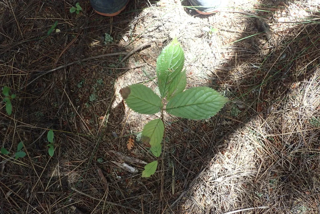 Prunus Serrulata