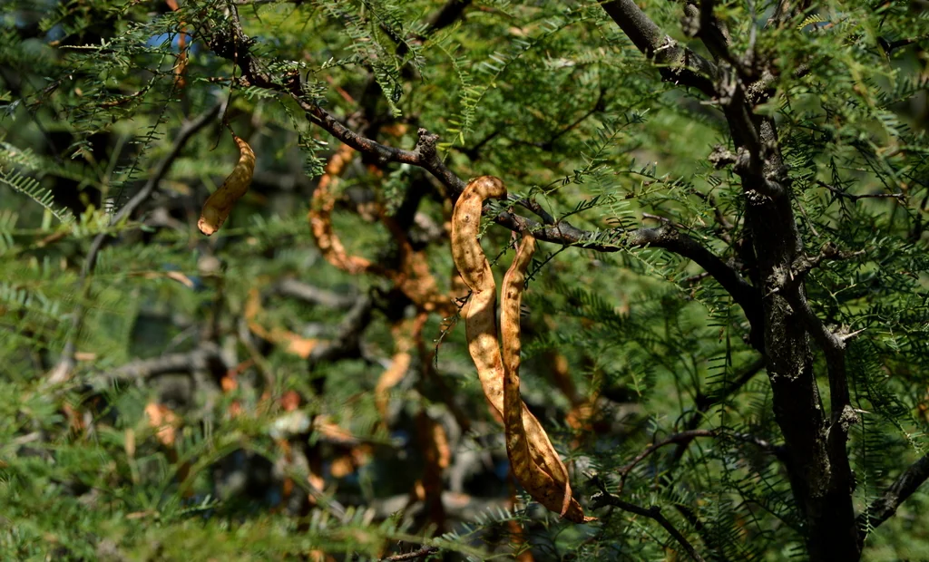 Prosopis Alba