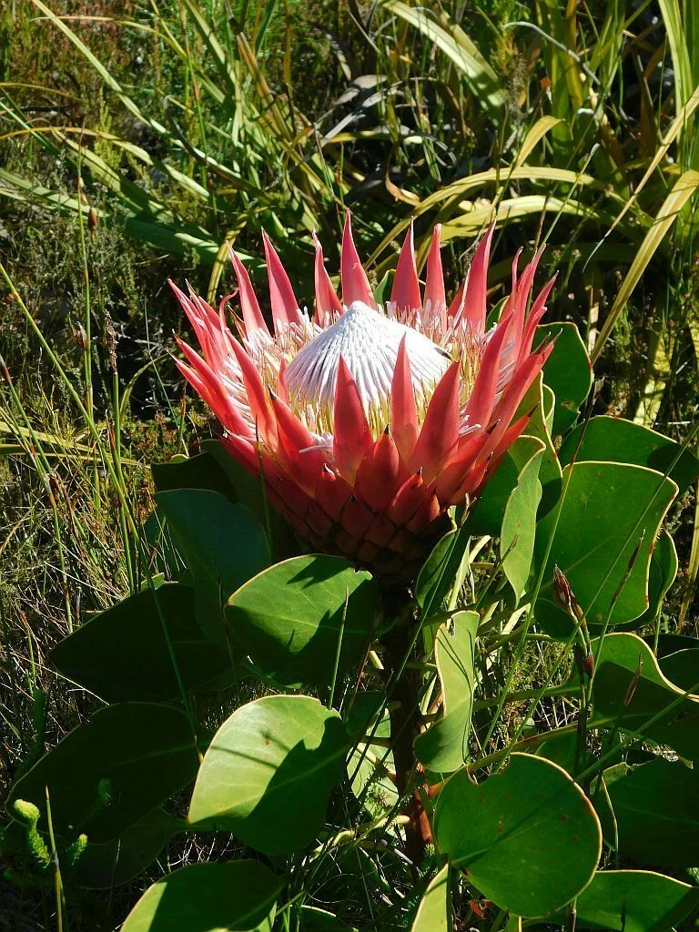 Protea Cynaroides