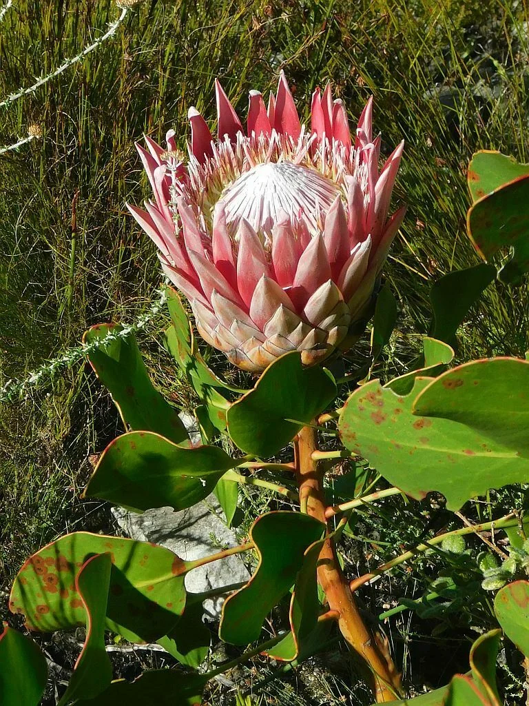 Protea Cynaroides