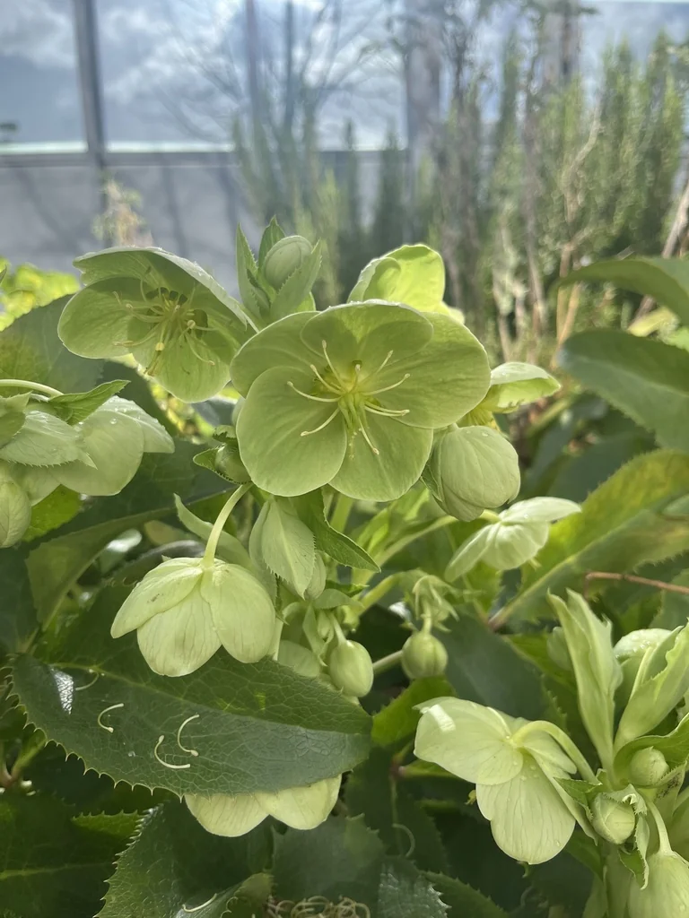 Helleborus Argutifolius