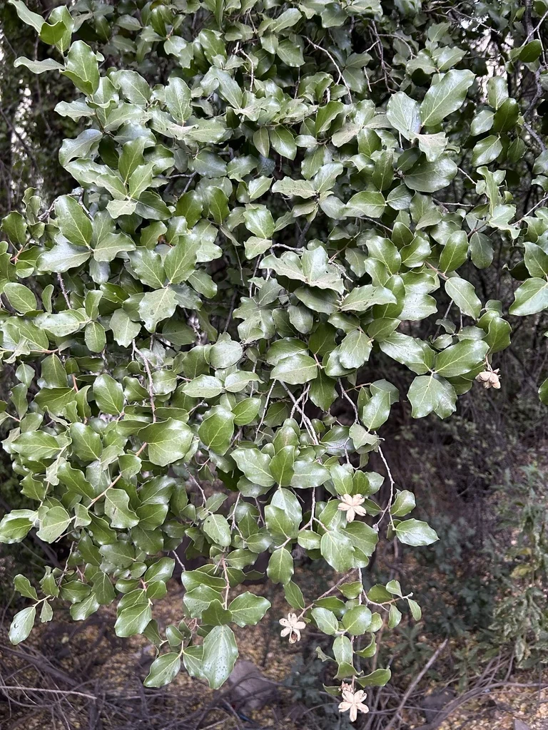 Quillaja Saponaria