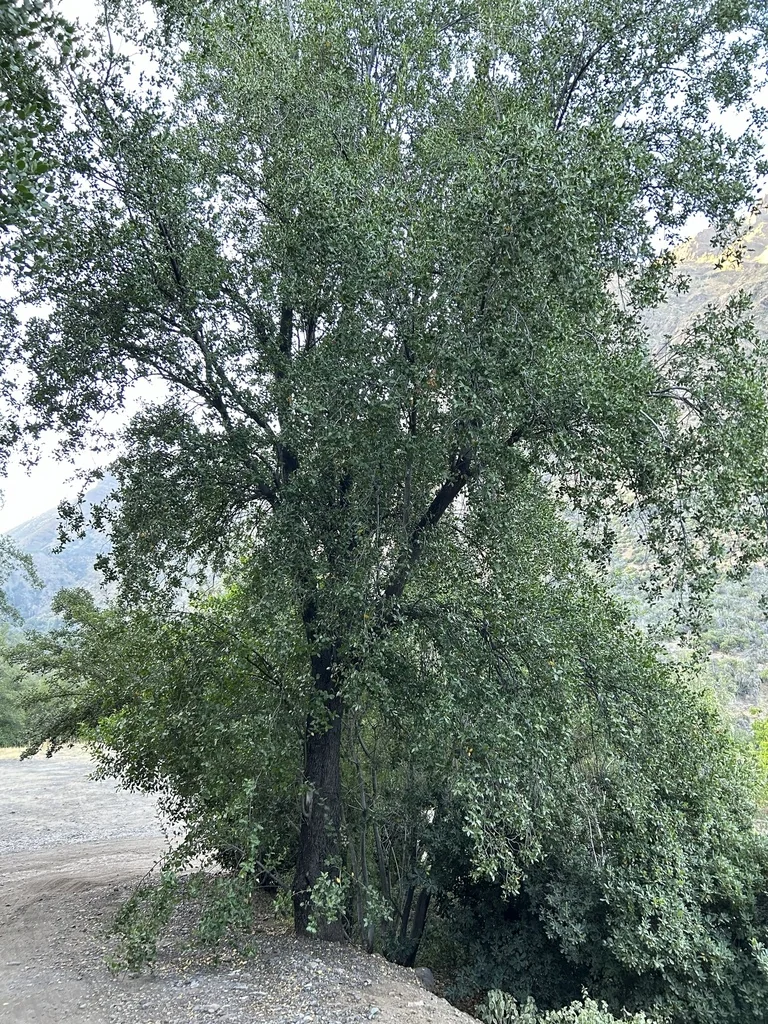 Quillaja Saponaria