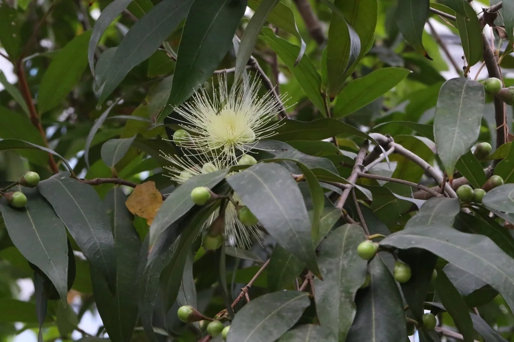 Syzygium Jambos