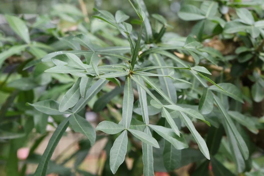 Crescentia Alata