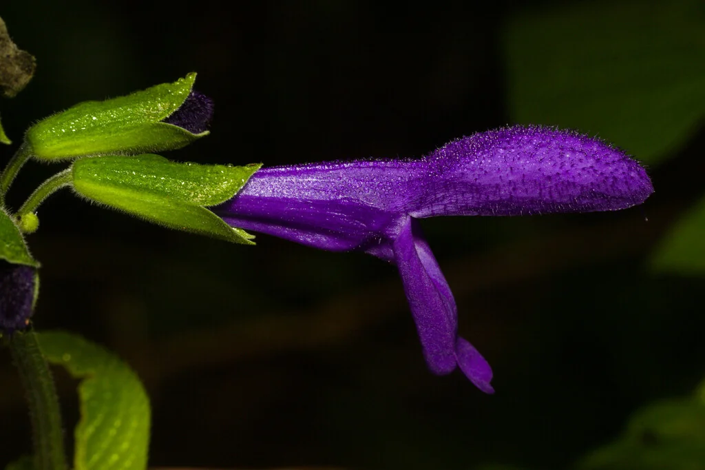 Salvia Guaranitica