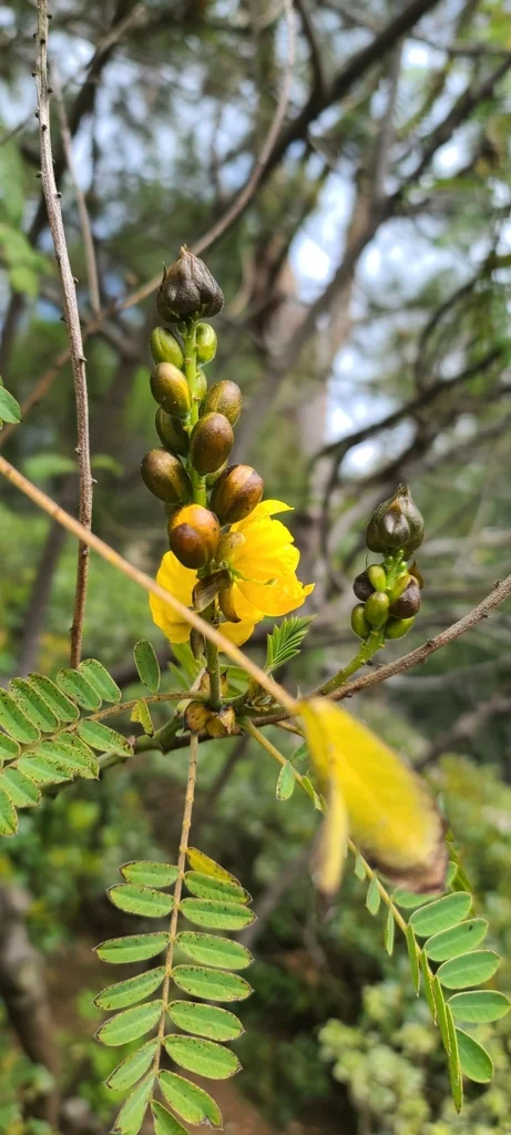Senna Didymobotrya