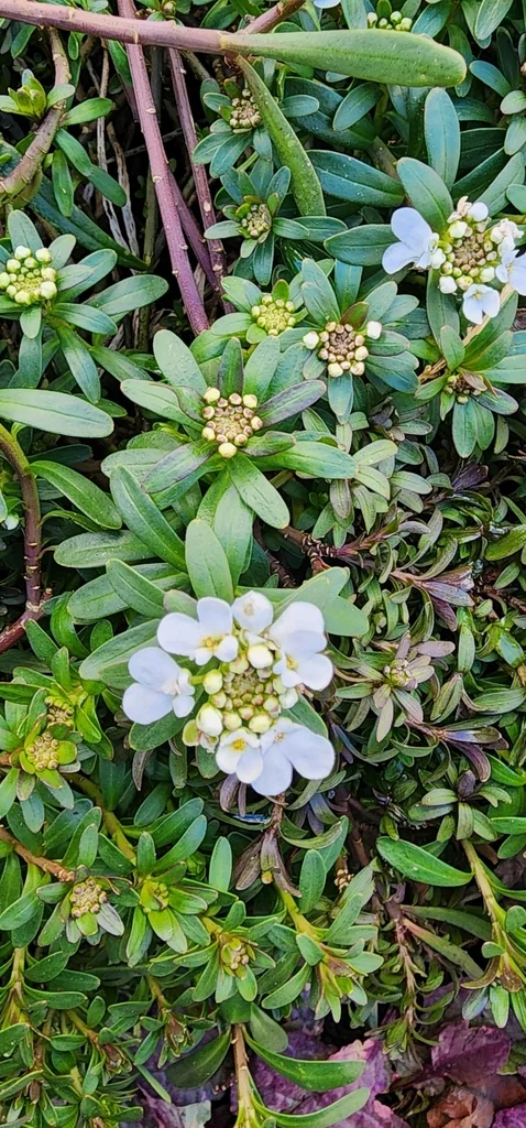 Iberis Sempervirens