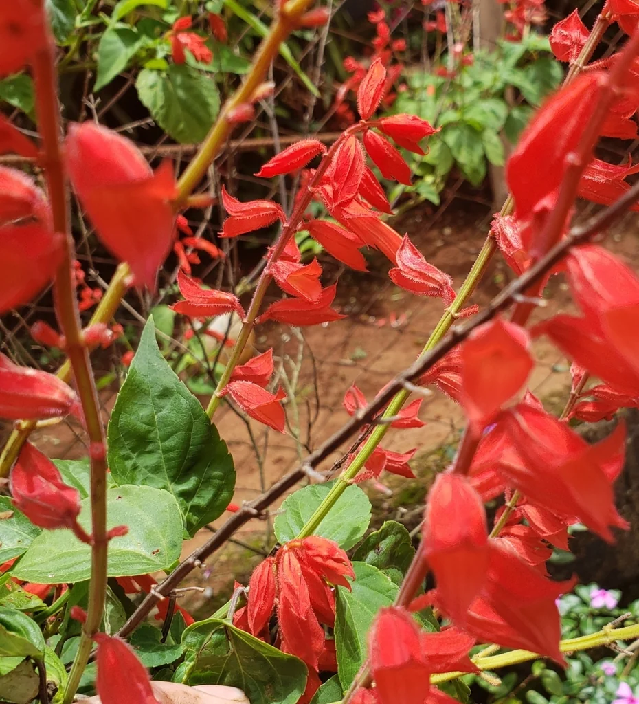 Salvia Splendens