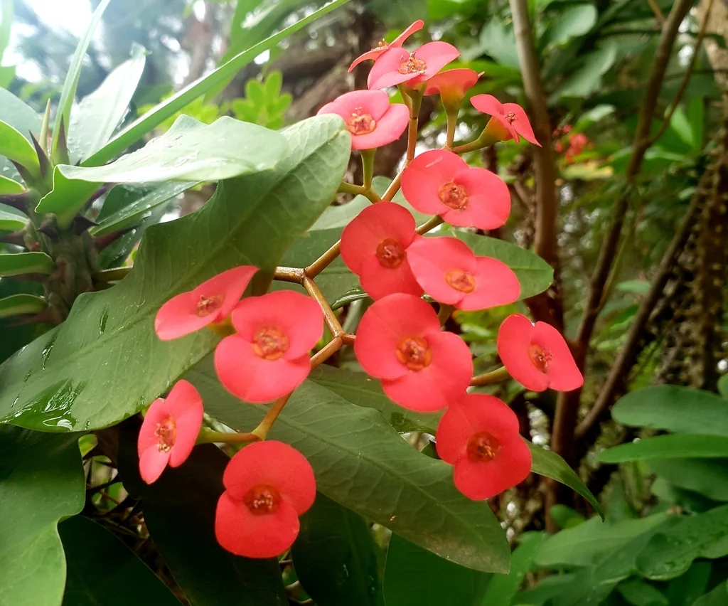 Euphorbia Milii
