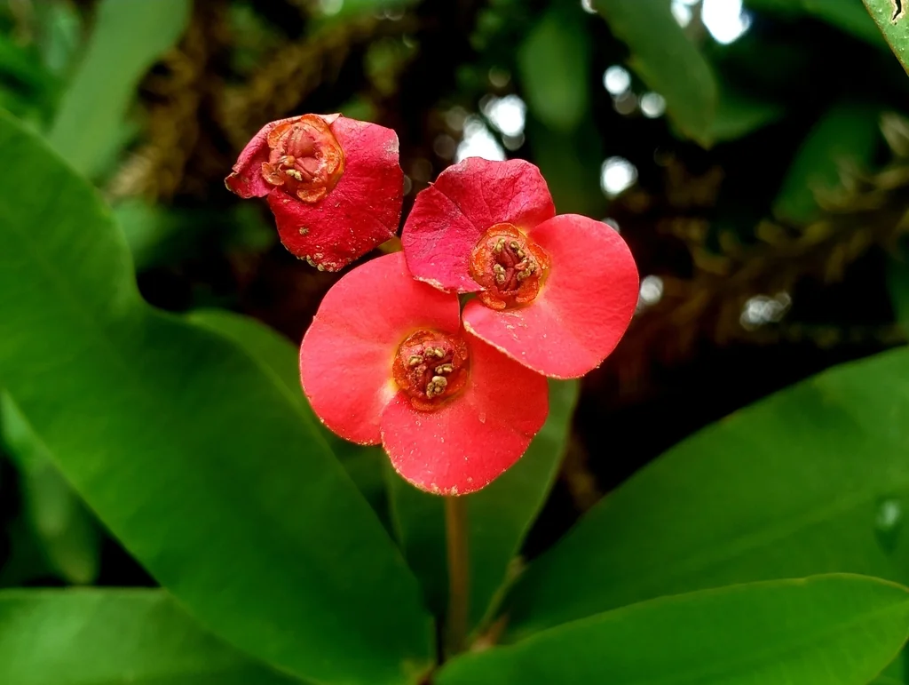 Euphorbia Milii