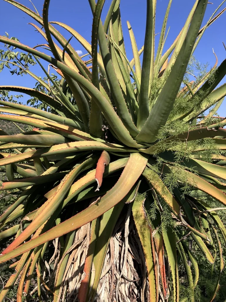 Aloe Spicata