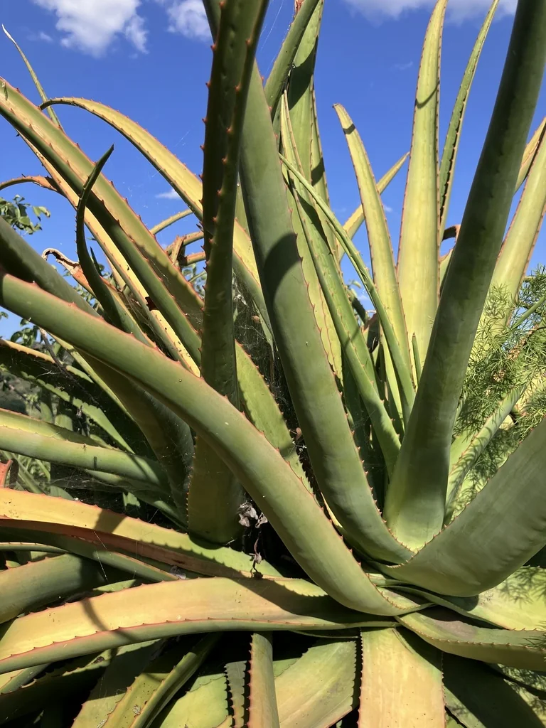 Aloe Spicata