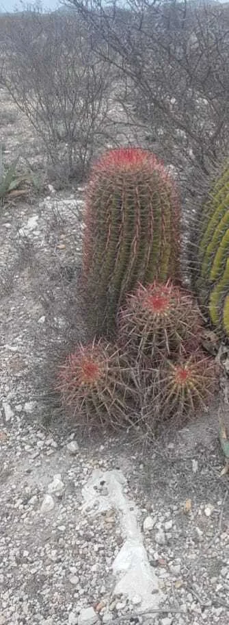 Ferocactus Pilosus
