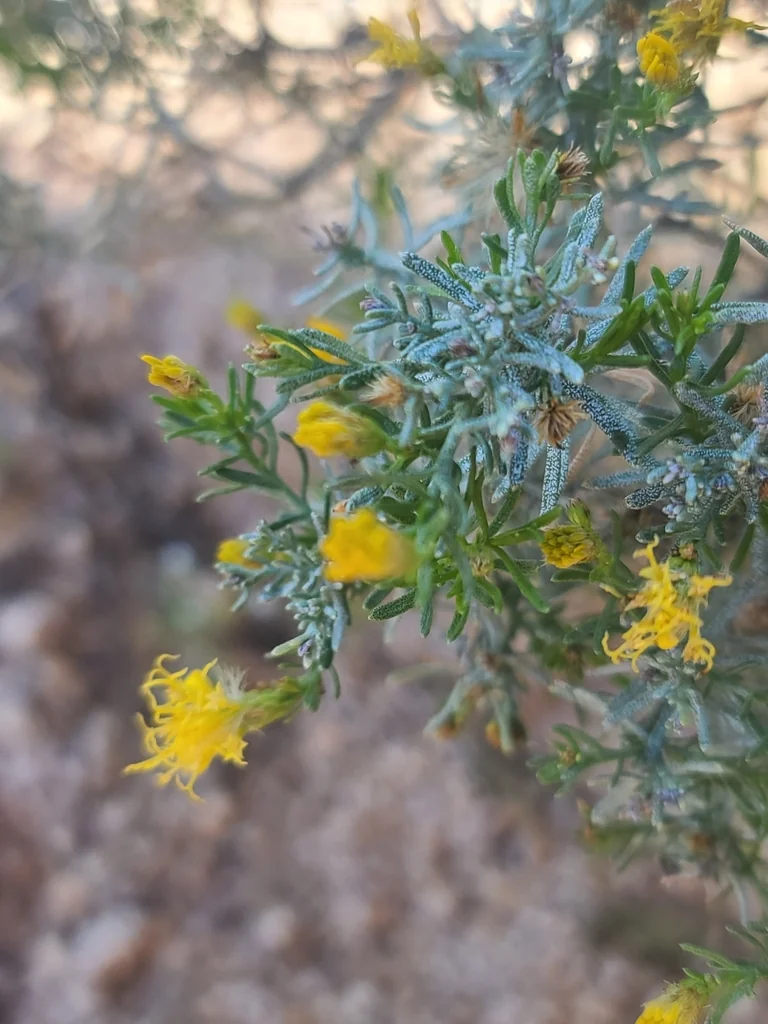 Ericameria Laricifolia