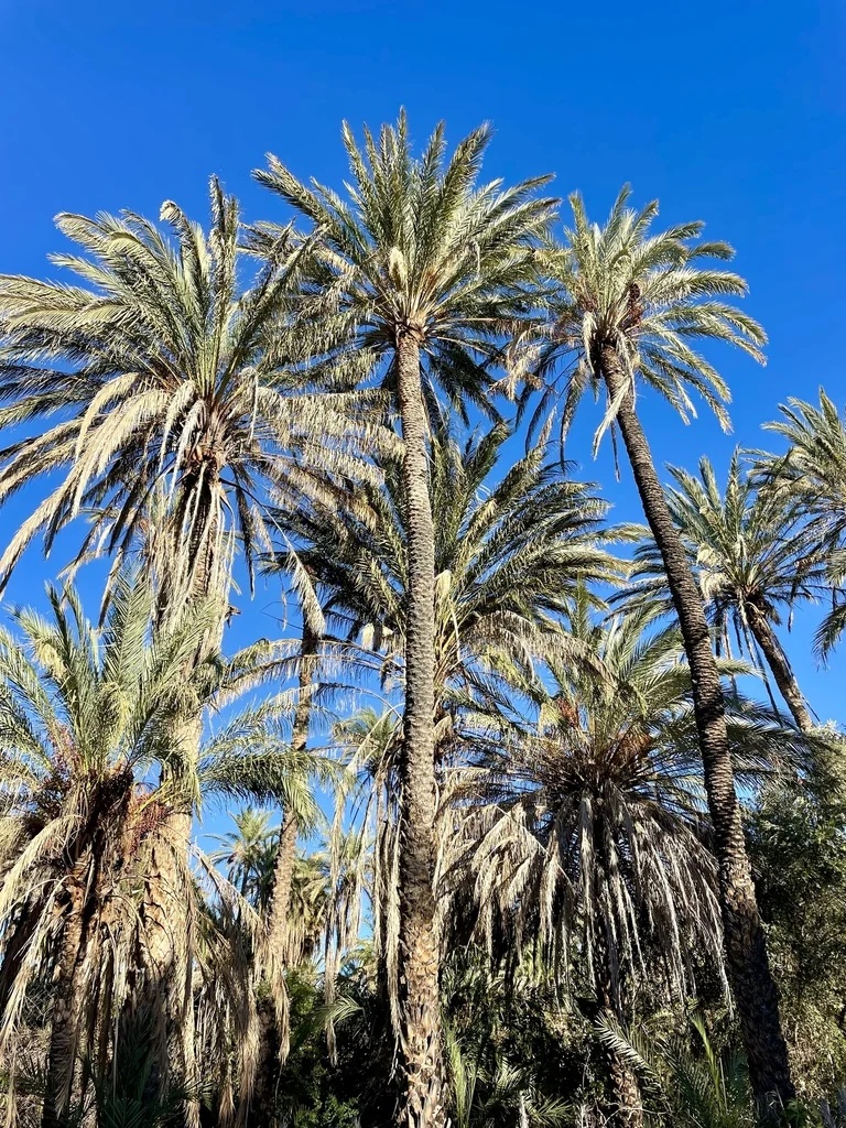 Phoenix Dactylifera