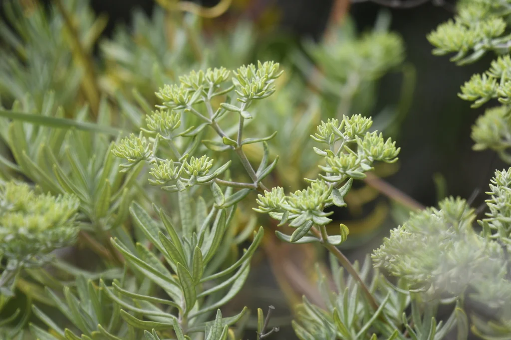 Eriogonum Arborescens