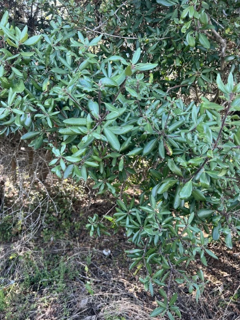 Comarostaphylis Diversifolia