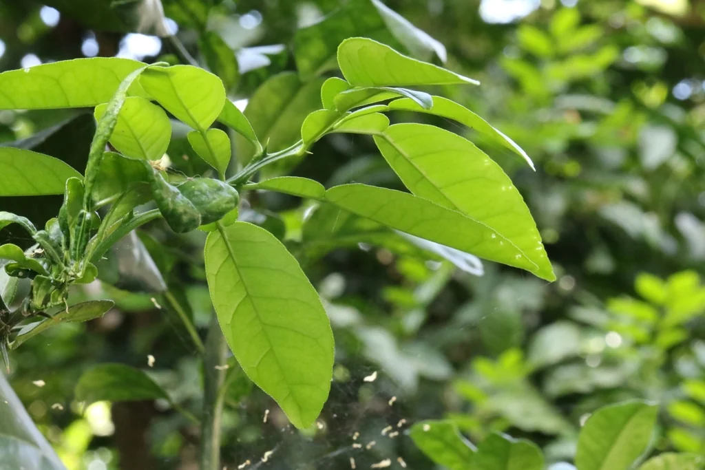 Citrus Maxima
