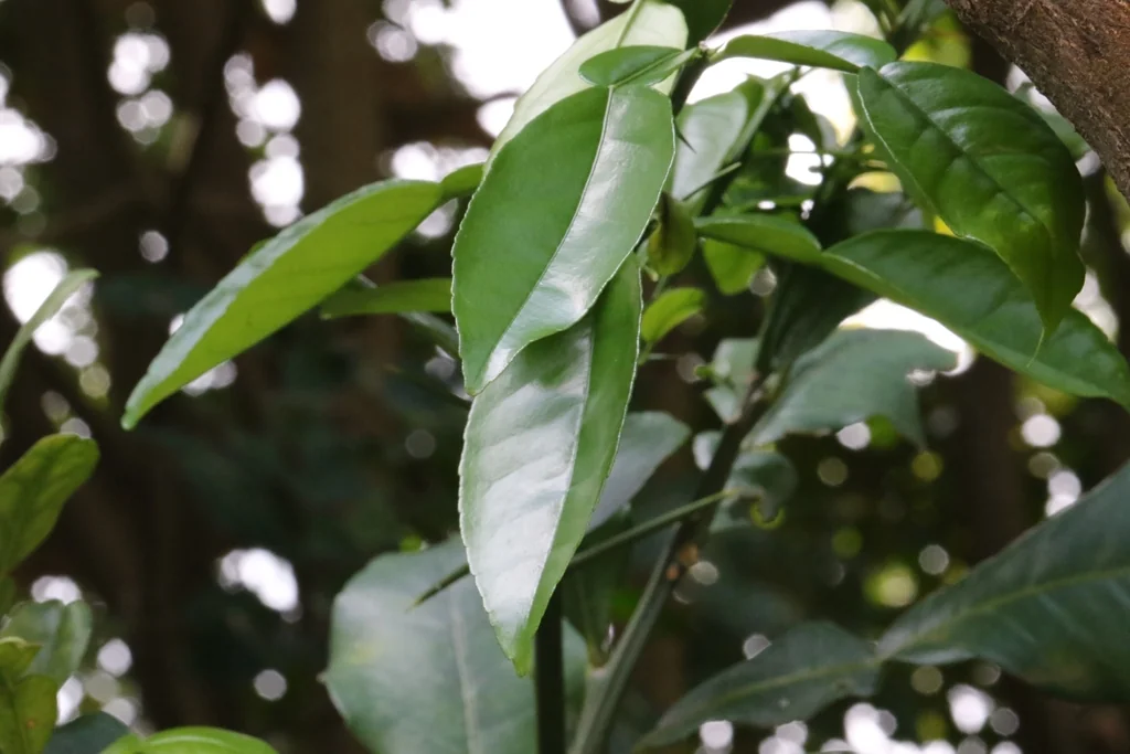 Citrus Maxima