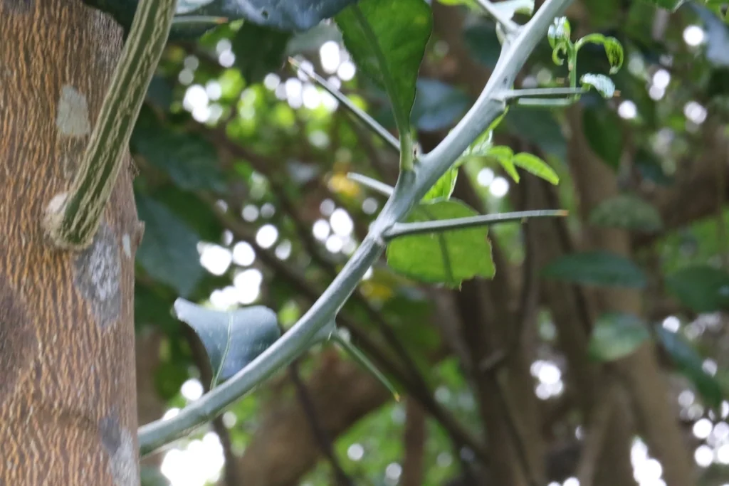Citrus Maxima