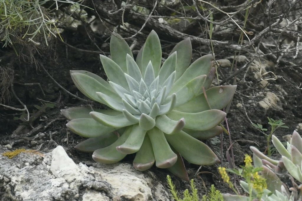 Dudleya Greenei