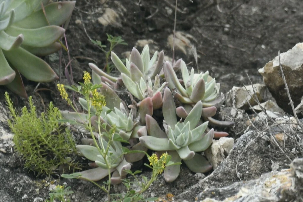 Dudleya Greenei