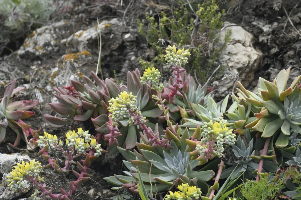 Dudleya Greenei