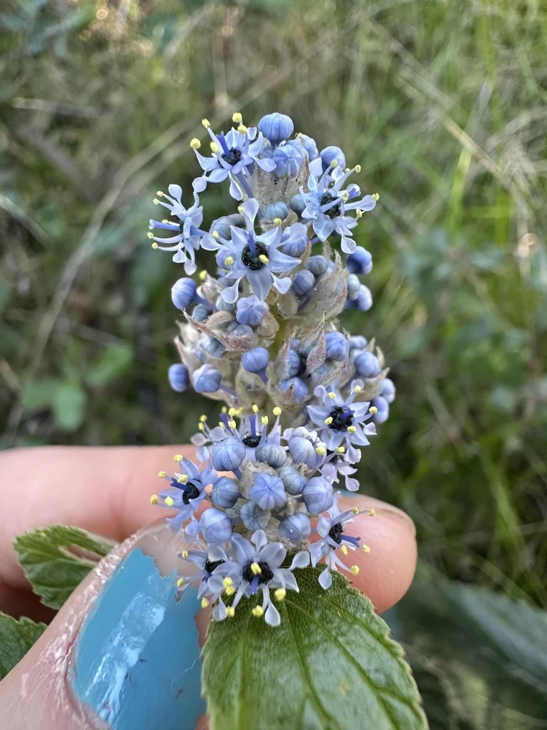 Ceanothus Arboreus