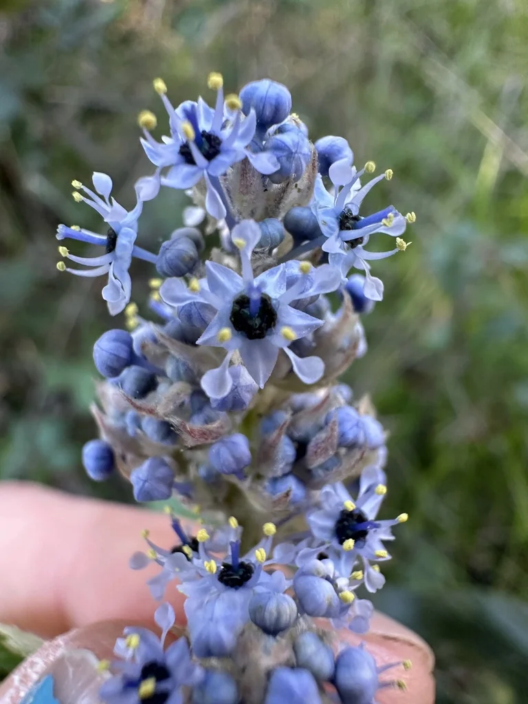Ceanothus Arboreus