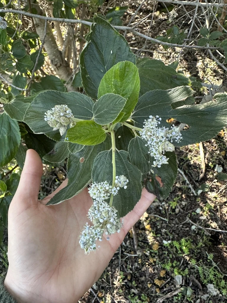 Ceanothus Arboreus