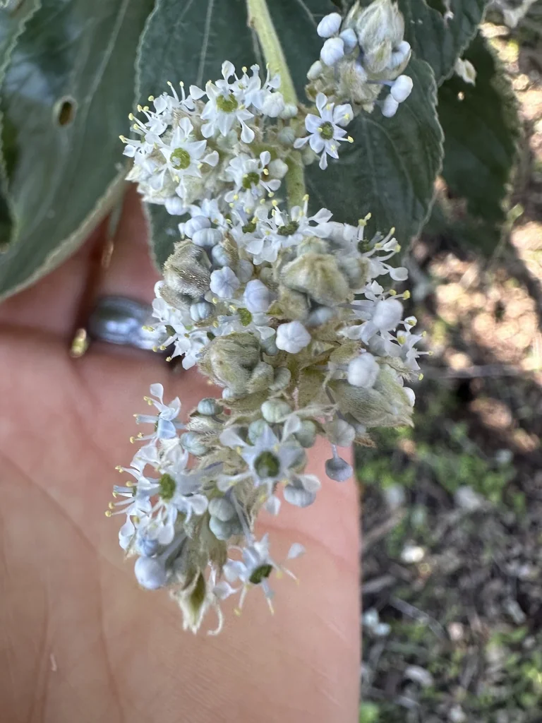Ceanothus Arboreus