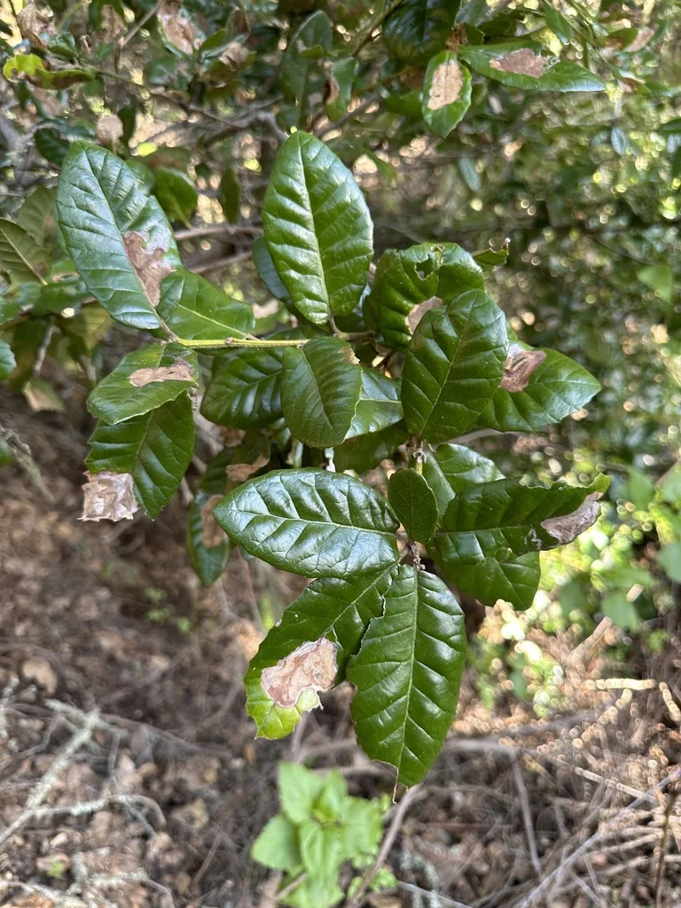 Quercus Tomentella