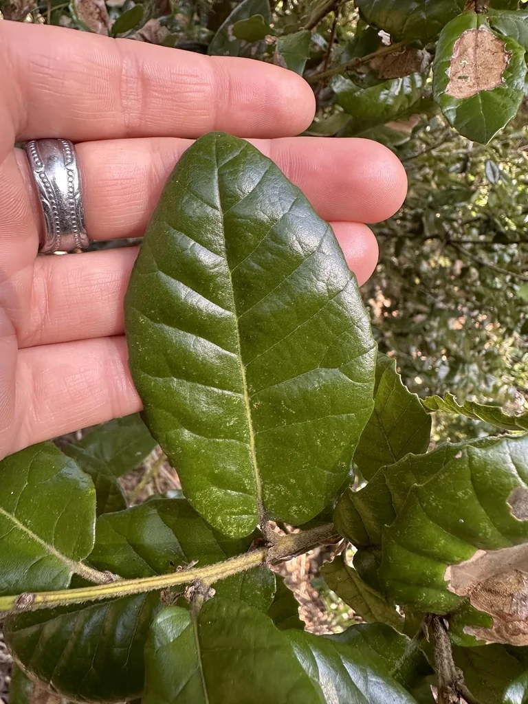 Quercus Tomentella