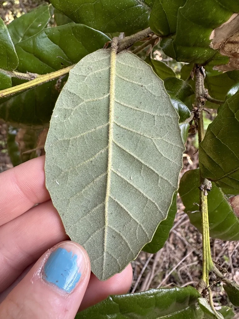 Quercus Tomentella