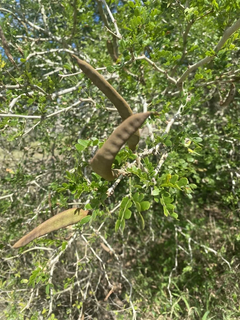Ebenopsis Ebano