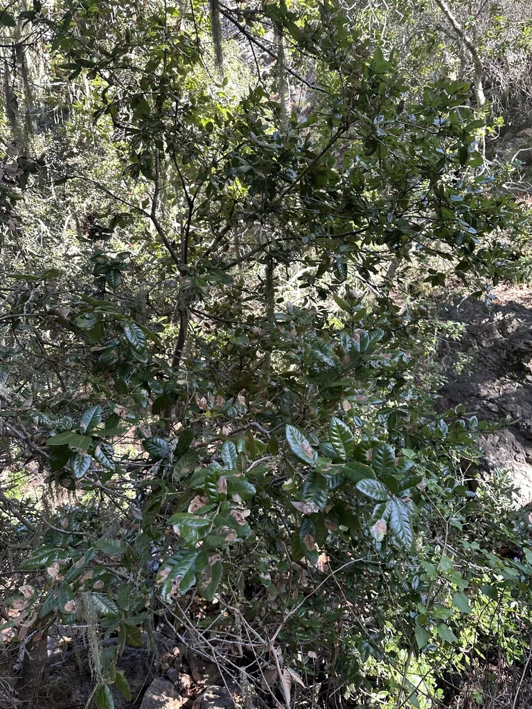 Quercus Tomentella