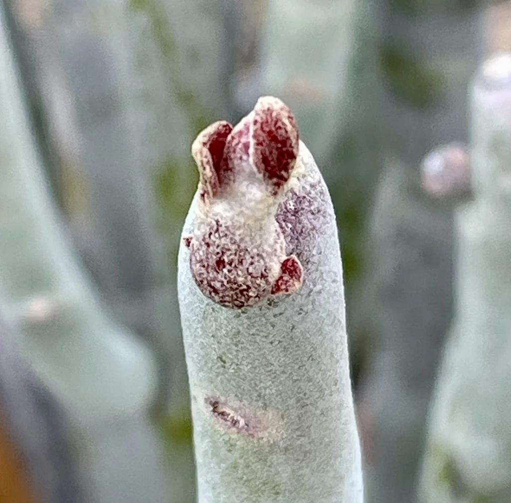 Pedilanthus Macrocarpus