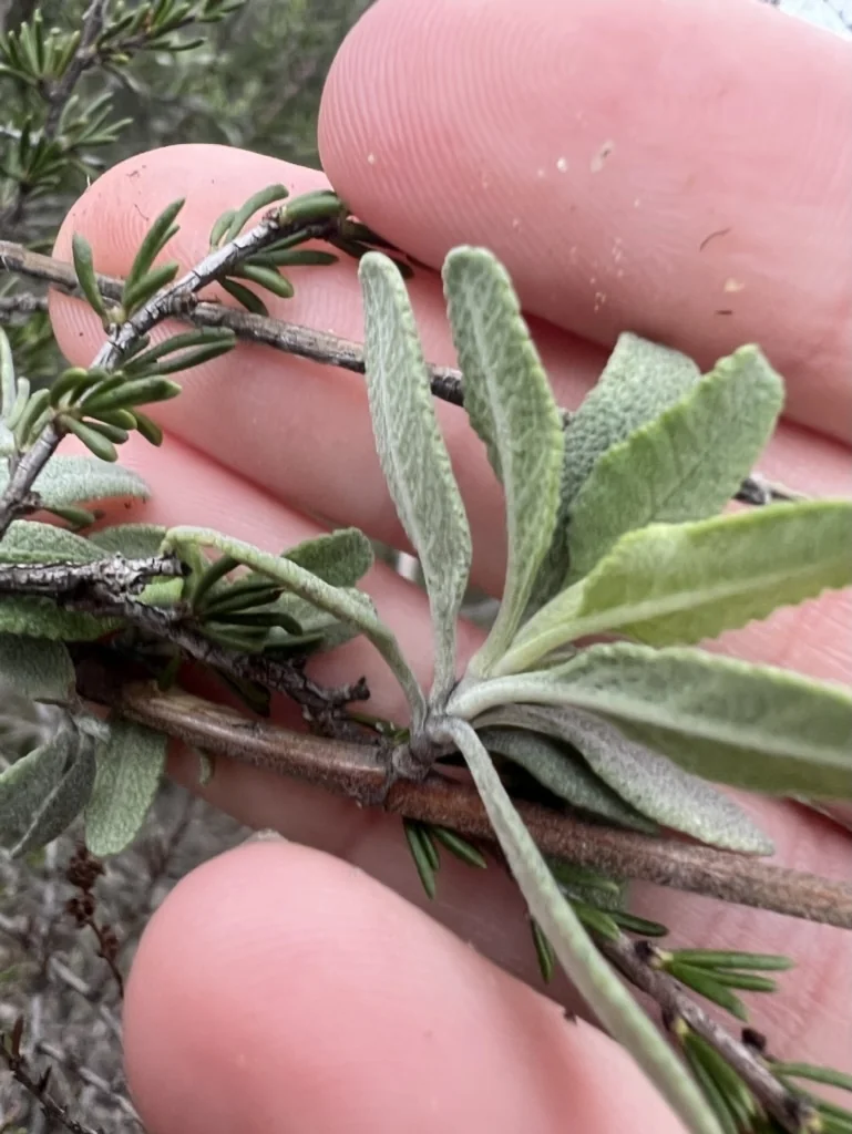Salvia Clevelandii