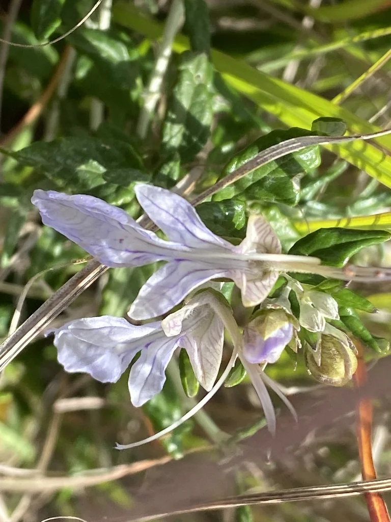 Teucrium Fruticans
