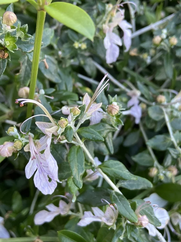 Teucrium Fruticans
