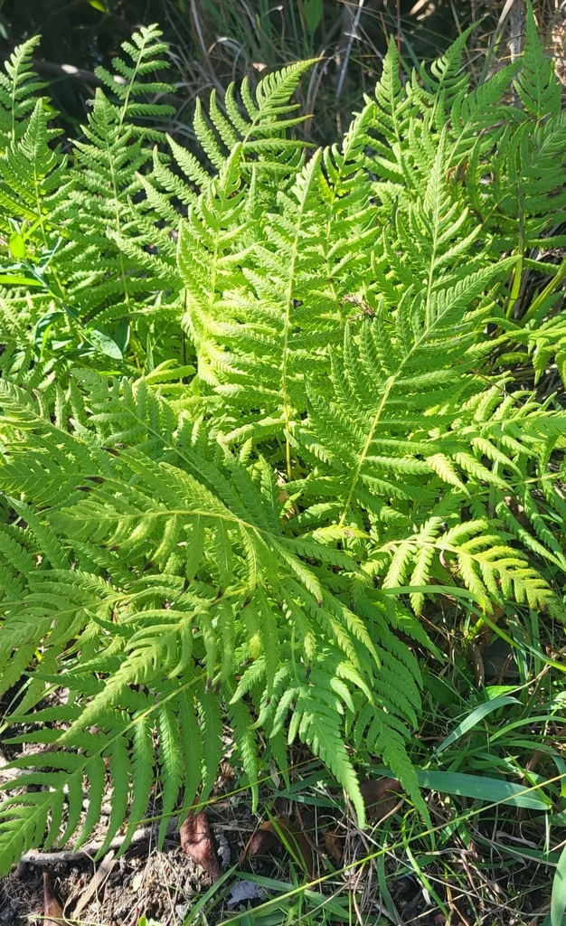 Thelypteris Normalis