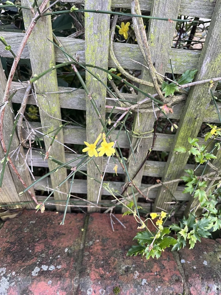 Jasminum Nudiflorum