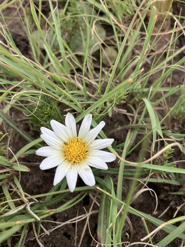 Gazania Krebsiana