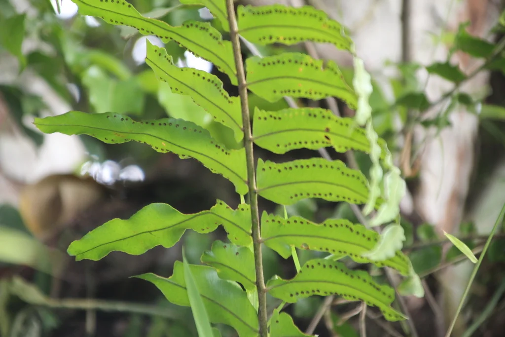 Nephrolepis biserrata