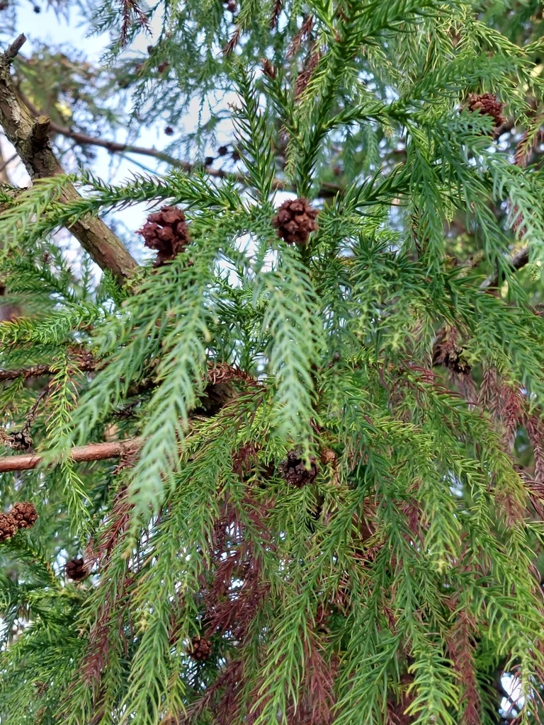 Cryptomeria Japonica