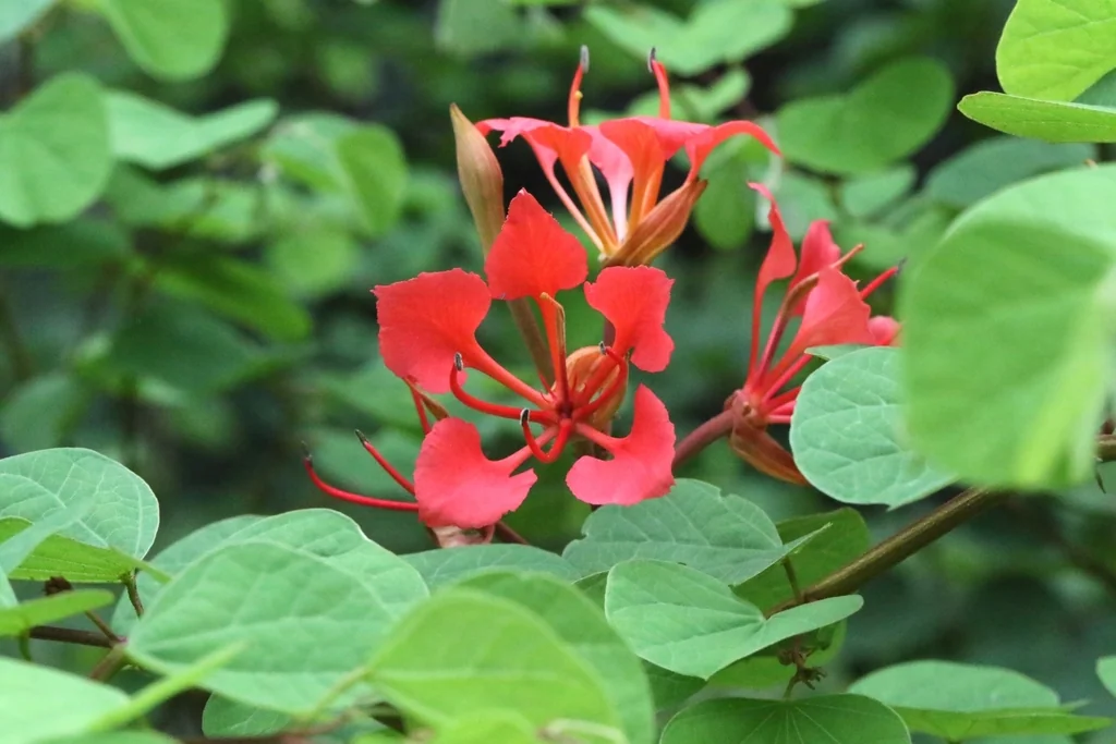 Bauhinia Galpinii