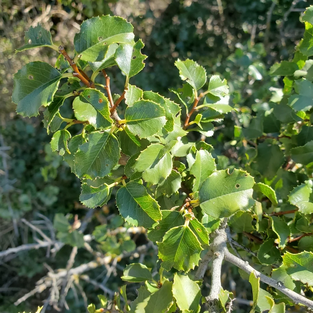 Prunus Ilicifolia Ssp. Ilicifolia